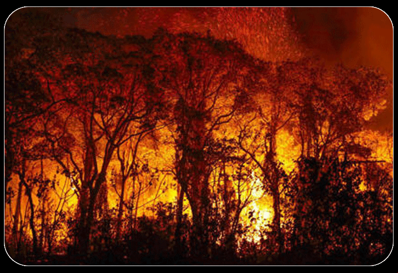 Pantanal em chamaas